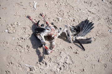 Dead stork carcass in sand