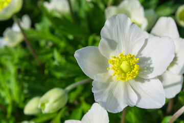 Bright, white flower Anemone forest (Latin: Anemone sylvestris) in the garden,  close-up. Perennial herbaceous plant Anemone. Space for text. Shallow depth of field.