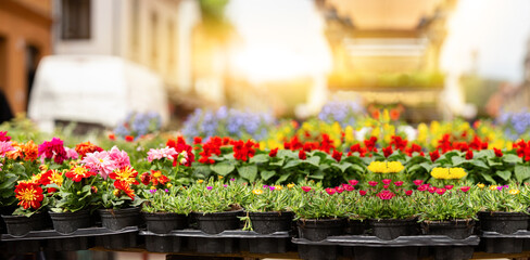 Fototapeta na wymiar Flowers in pots at the city flower market