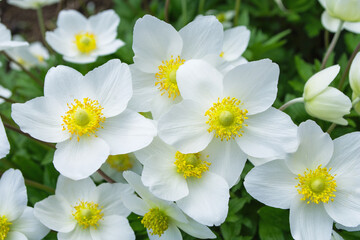 A bouquet of bright, white flowers Anemone forest (Latin: Anemone sylvestris) grown in the garden. Perennial herbaceous plant Anemone close-up.