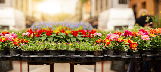 Fototapeta na wymiar Flowers in pots at the city flower market