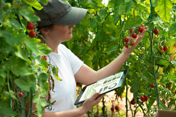 Woman farmer with digital tablet in cherry tomatoes greenhouse. Smart organic farm.	