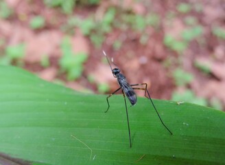 ant on a green leaf