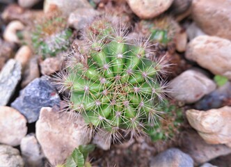 Cactus plant in Chiang Mai Thailand.