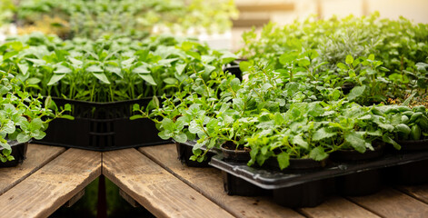 Seedling vegetables in pots close-up