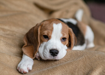 Сute beagle puppy at home