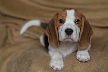 Fototapeta premium Сute beagle puppy at home