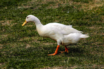 A white feathered Duck