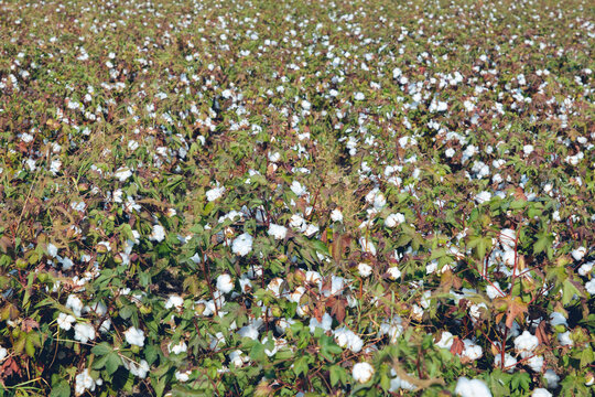 Organic cotton plants field with white open buds ready to harvest in India