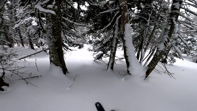 FIRST PERSON VIEW CLOSE UP: Snowboarder riding fresh powder snow in snowy mountain forest. Freeride skier skiing in perfect powder snow off piste in sunny mountain ski resort