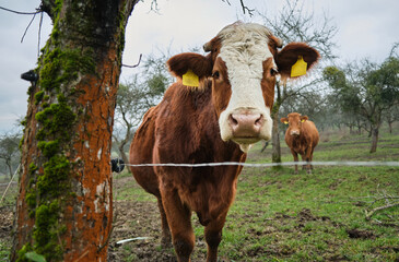 Sad cow standing behind an electric fence in an old orchard.