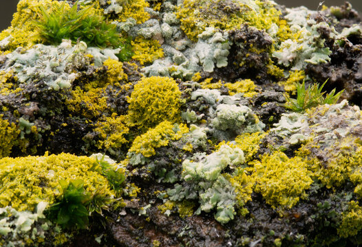 moss on old wood photo made in januari 2021
