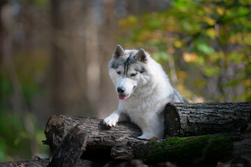 Naklejka na ściany i meble Beautiful grey female husky dog lies on felled logs in autumn forest Portrait of a dog similar to a wolf with cut-off tree trunks