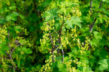 Young green flowers of red currant at spring time on bright sunlight. Blooming berry bushes in the garden