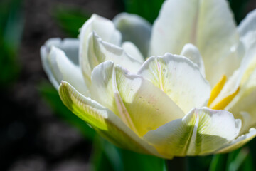 Beautiful tender white tulip flower on green background. Close up botanical photo