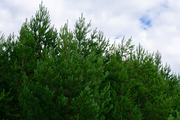 Fir trees with evergreen needles on summertime. Silhouettes of trees on background with blue sky and white clouds