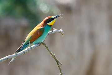 European bee eater (Merops apiaster) bird sits on a tree branch with prey in its beak