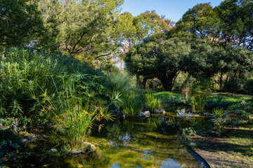Magic pond in center of Sochi. Subtropical exotic plants grow on shore of pond. Papyrus grows in...
