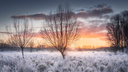 Beautiful winter sunrise over frosted landscape with tall grass and bare trees, Broekpolder,...