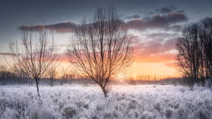 Schilderijen op glas Beautiful winter sunrise over frosted landscape with tall grass and bare trees, Broekpolder, Vlaardingen © dropStock