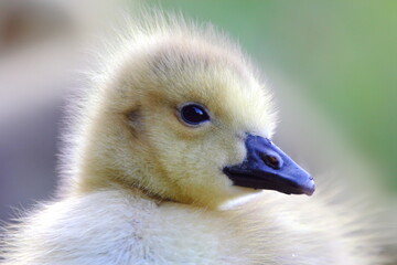 Cute downy baby gosling chick