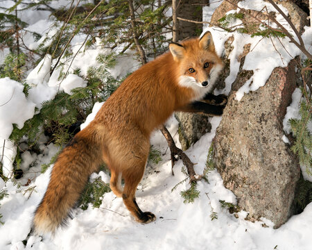 Red Fox Stock Photo.  Close-up standing by a rock in the winter season in its environment and habitat with snow and branches background displaying bushy fox tail, fur. Fox Image. Picture. Portrait.