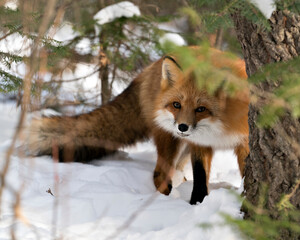 Red Fox Stock Photo.  Red fox looking at camera in the winter season in its environment and habitat with snow and branches background displaying bushy fox tail, fur. Fox Image. Picture. Portrait.