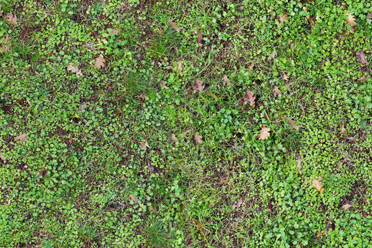 Seamless green ground natural texture, grass and oak leaves meadow pattern, high resolution repeatable nature wallpaper, seams free, perfect for renders and architectural works.
