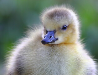 Cute downy baby gosling chick
