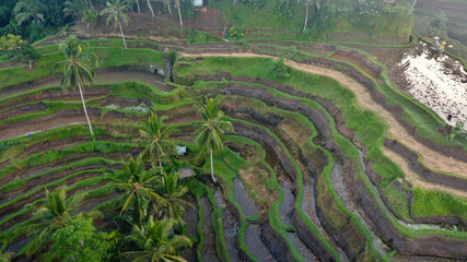 aerial view of Tegalalang Rice Terrace, Ubud, Bali, Indonesia