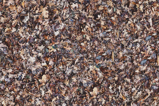 Seamless outdoor wood natural soil texture, brown oak leaves high resolution repeatable leaf wallpaper, seams free, perfect for renders and architectural works.