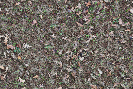 Seamless outdoor natural soil texture, oak and dry pine leaves high resolution repeatable ground wallpaper, seams free, perfect for renders and architectural works.