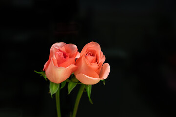 two pink roses with black background.