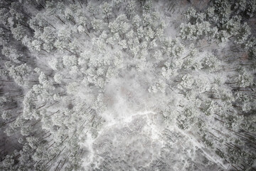 Aerial view of the pine forest covered with fresh snow