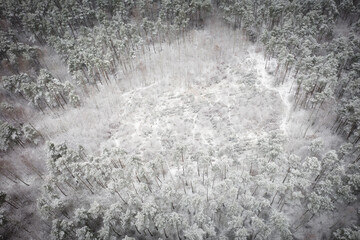 Aerial view of the pine forest covered with fresh snow