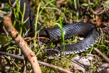 Selective focus photo. Grass snake, natrix natrix.