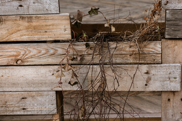 dried up ivy plant on a wooden fence