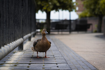 Fototapeta premium Duck walking by the street