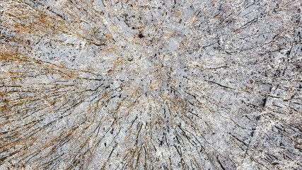 texture of the forrest