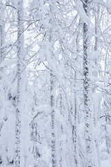 background, landscape - winter grove after a snowfall