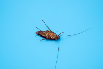 Cockroach isolated on blue background.