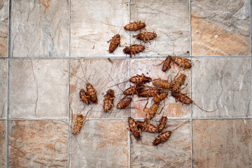 Cockroach dead on tile background.