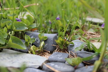green moss on the ground