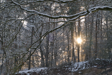 Im Wald - Sonnenstrahlen scheinen durch die Bäume im Abendrot - Energie auftanken in der Natur Landschaft