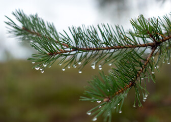Fototapeta na wymiar wet pine needles, rain drops fallen into needles, blurred background, rainy weather