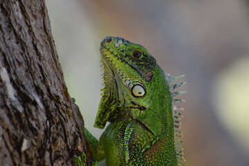 green lizard on a tree