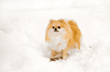 Pomeranian on a walk in winter. Dog on a walk