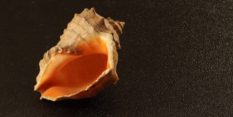 image of seashells on a black background