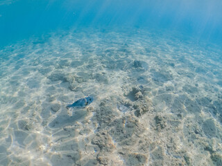 Pufferfish on the sandy bottom in Red sea