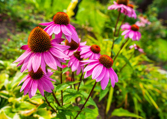 Echinacea healing flowers close-up on the garden bed